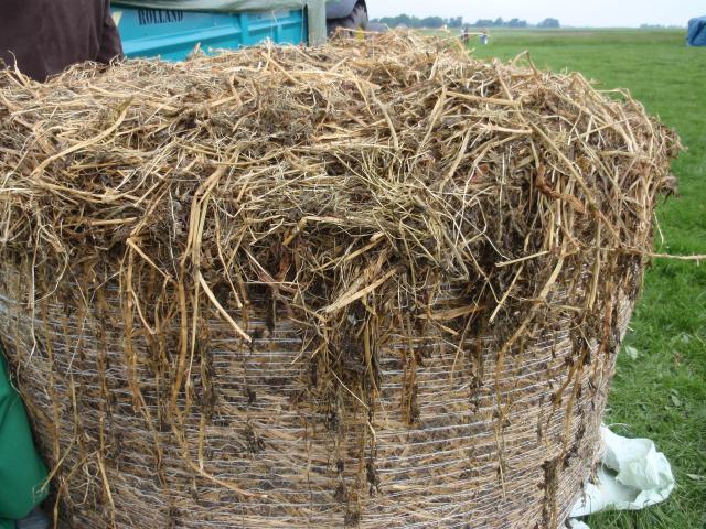 Alfalfa silage, France