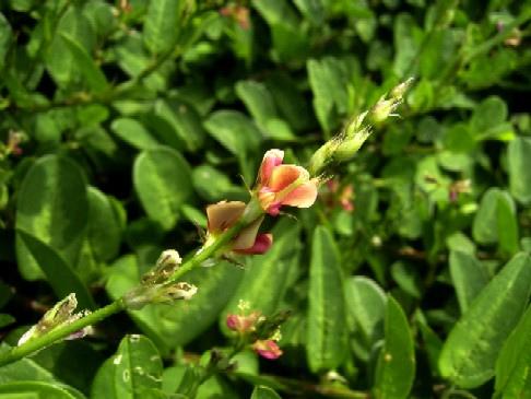 Alysicarpus ovalifolius, flower and leaves, Taiwan