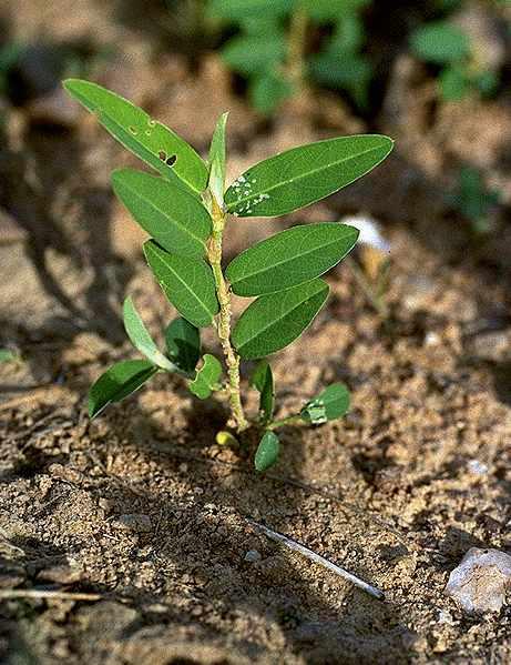 Alysicarpus ovalifolius, plantule