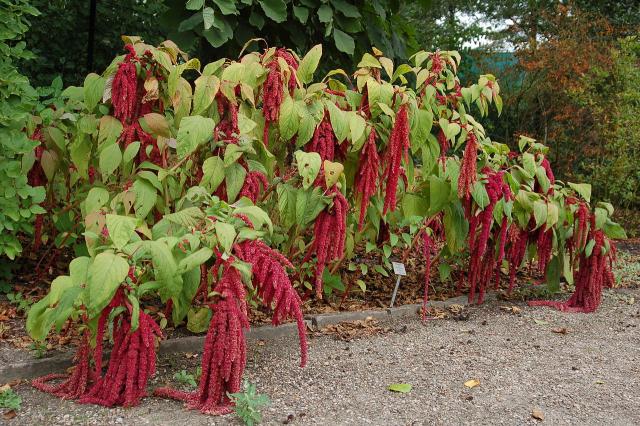 Foxtail amaranth (Amaranthus caudatus), habit