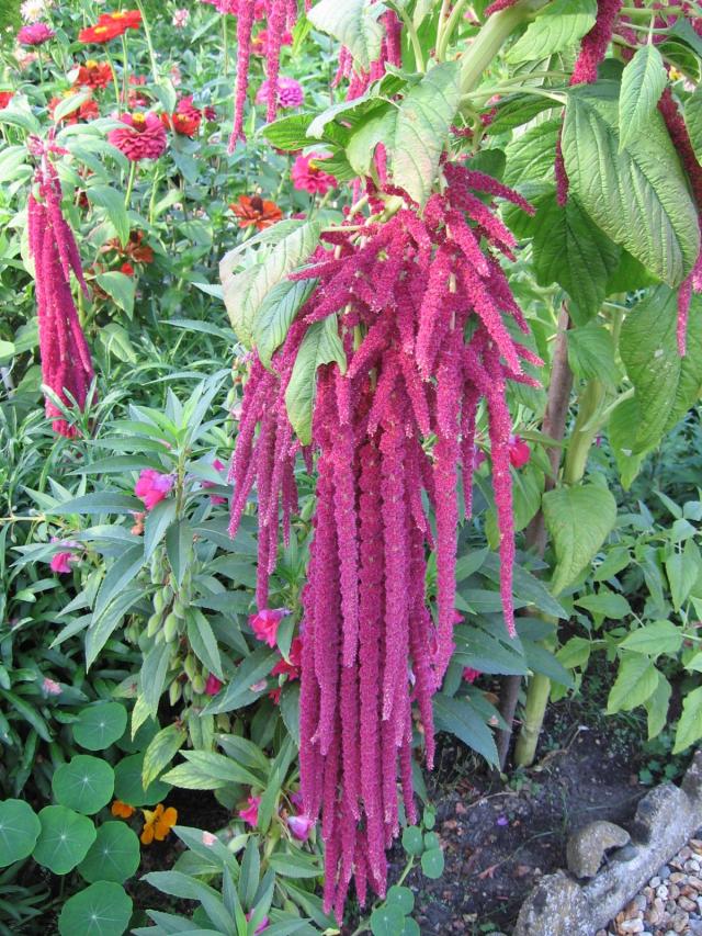 Foxtail amaranth (Amaranthus caudatus), inflorescence