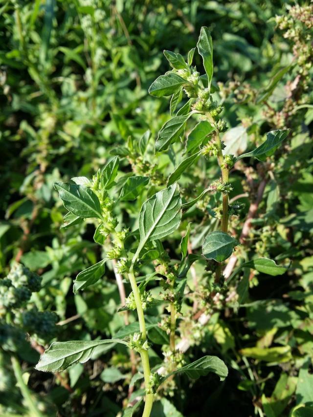 Wild amaranth (Amaranthus graecizans), inflorescence