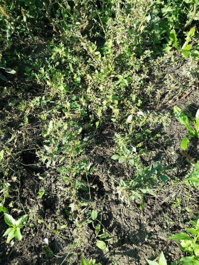 Wild amaranth (Amaranthus graecizans), habit