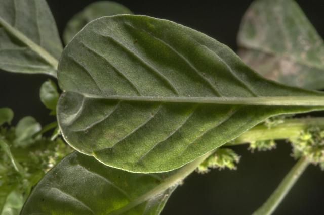 Wild amaranth (Amaranthus graecizans), leaf