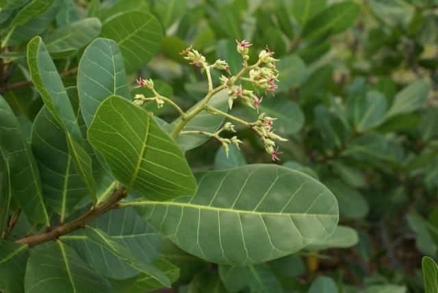 Cashew (Anacardium occidentale) leaves and flowers