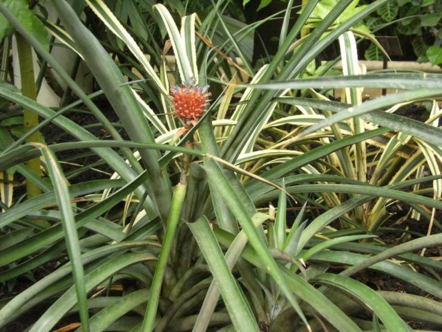 Ananas comosus champaca, an ornamental pineapple, Kew Gardens, London