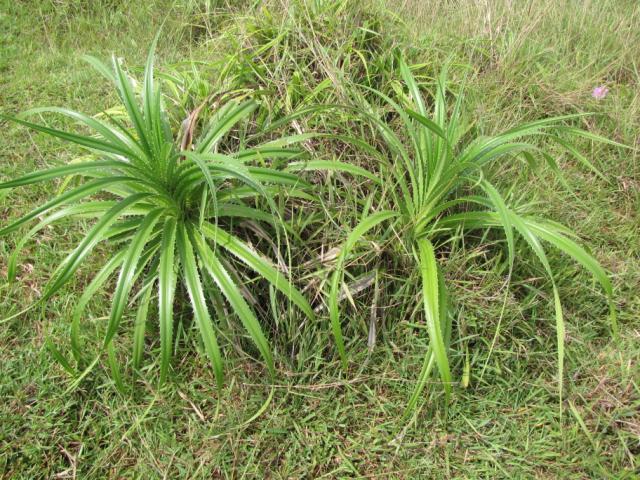 Pineapple plant, Central Vietnam