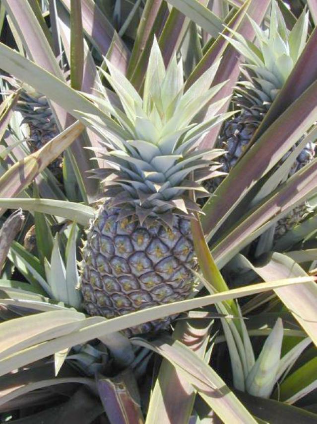 Pineapple, Hawai