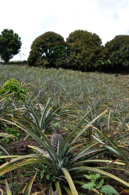 Pineapple field