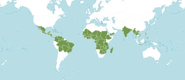 Andropogon (Andropogon fastigiatus) distribution map