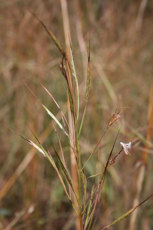 Andropogon (Andropogon fastigiatus) inflorescence