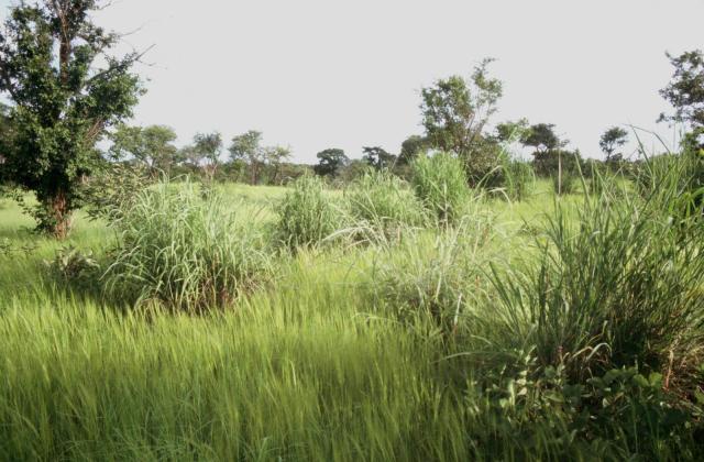 Gamba grass (Andropogon gayanus), tufted ceaspitose habit