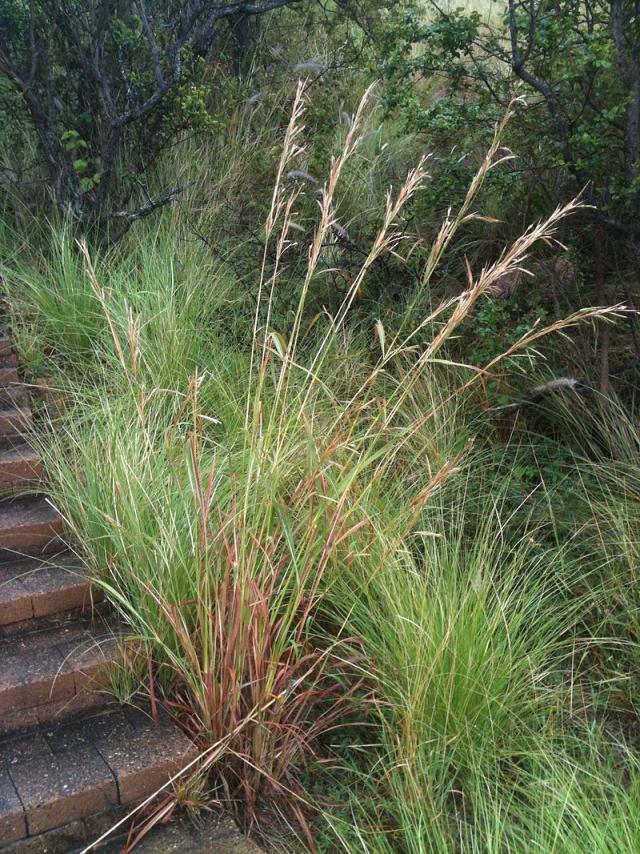 Gamba grass (Andropogon gayanus) panicle and tussock