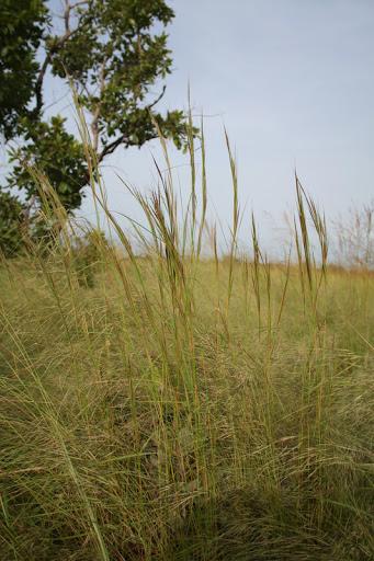 Andropogon (Andropogon fastigiatus) habit