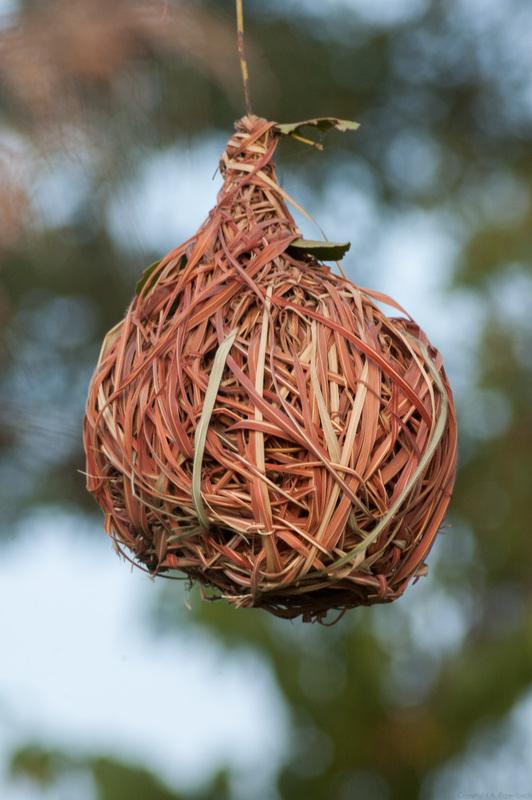 Gamba grass (Andropogon gayanus) nest built by Ploceus spp. birds