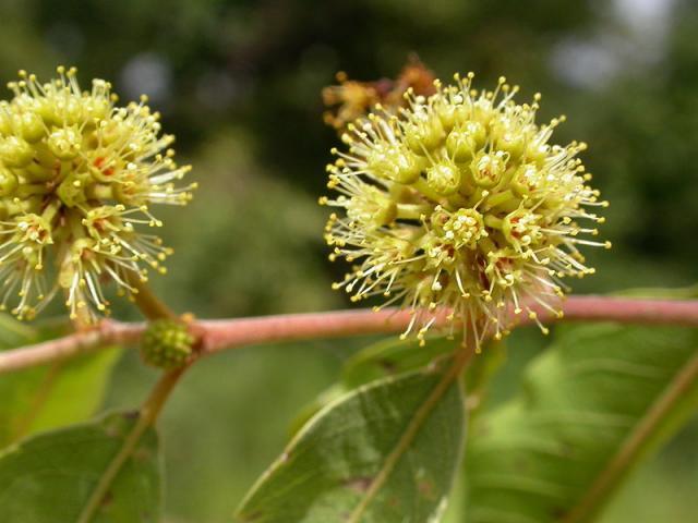 Anogeissus (Anogeissus leiocarpa (DC.) Guill. et Perr.), flowers, Burkina Faso