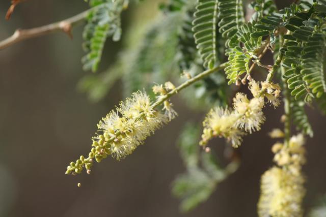 Apple-ring acacia (Faidherbia albida), inflorescence