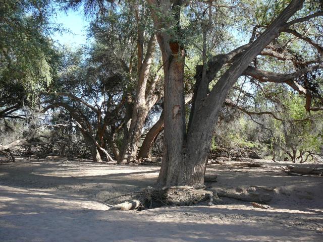 Apple-ring acacia (Faidherbia albida), Namibia