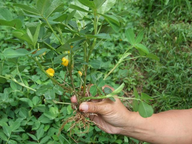 Peanut (Arachis hypogaea), foliage, Indonesia