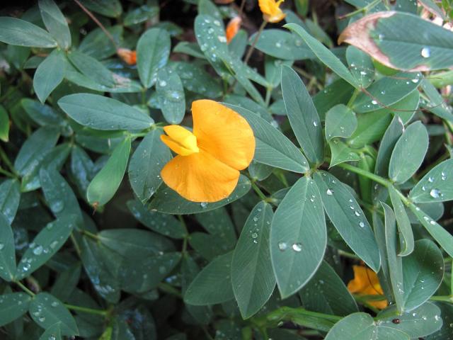 Rhizoma peanut (Arachis glabrata), flower and leaves