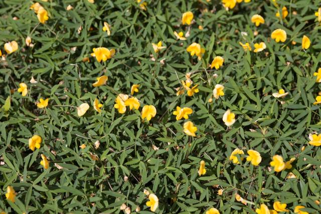 Rhizoma peanut (Arachis glabrata) stand, close-up