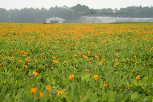 Rhizoma peanut (Arachis glabrata) stand
