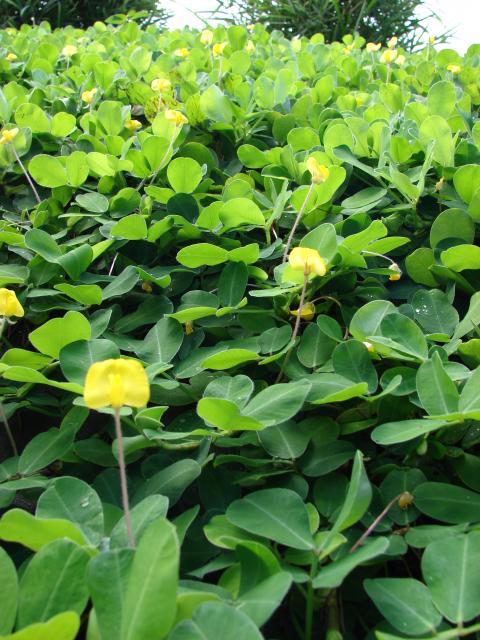 Pinto peanut (Arachis pintoi) habit, Maui, Hawaii