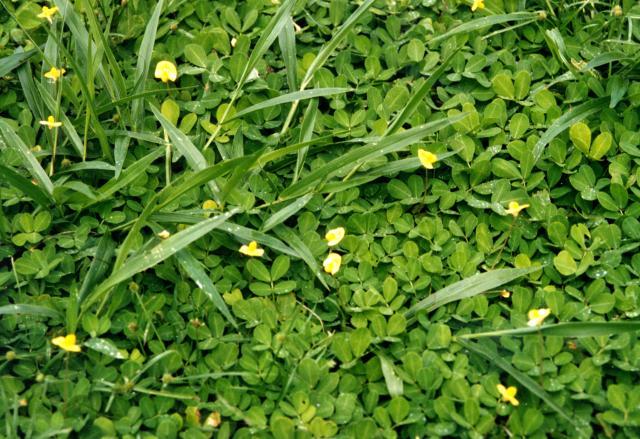 Pinto peanut (Arachis pintoi) stand in mixture with Brachiaria, North Queensland, Australia