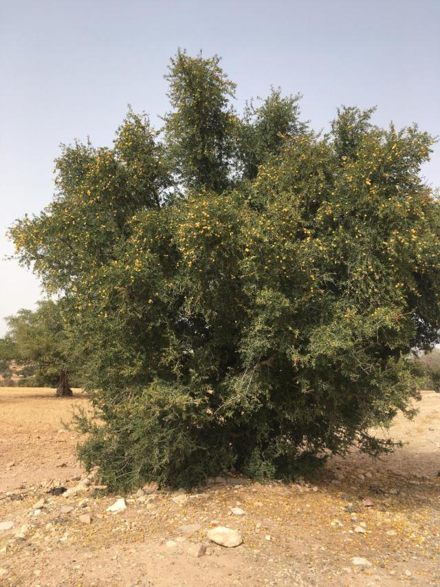 Argan (Argania spinosa), tree, Essaouira, Morocco