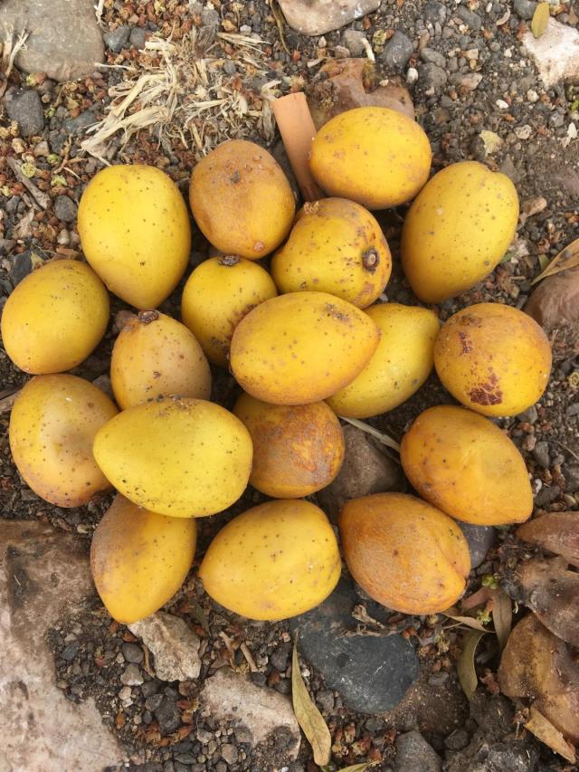 Argan (Argania spinosa), fruits, Essaouira, Morocco