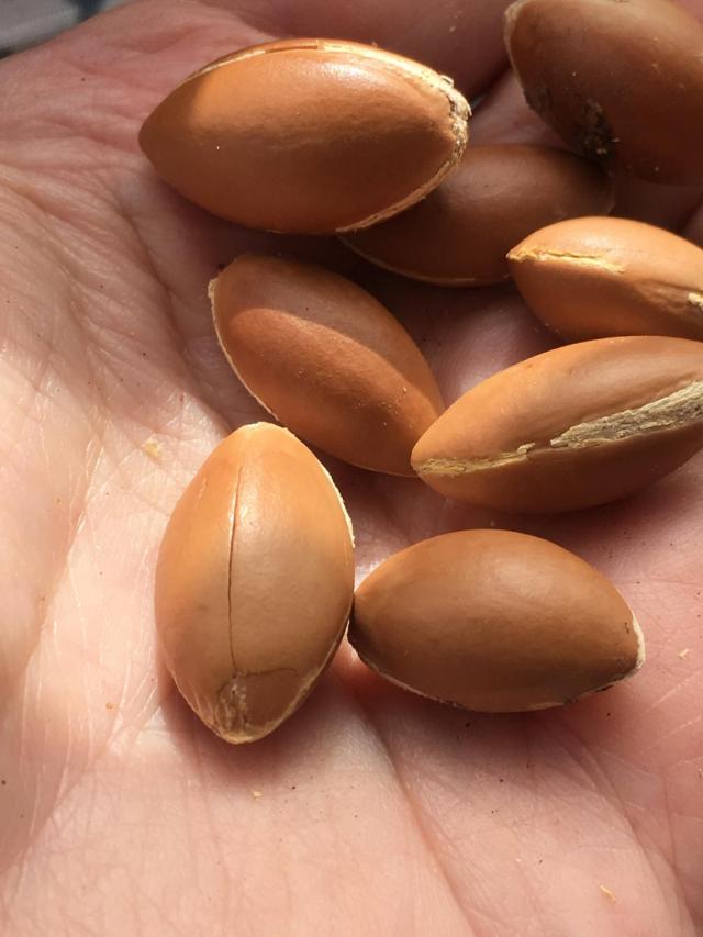 Argan (Argania spinosa), seeds, Essaouira, Morocco