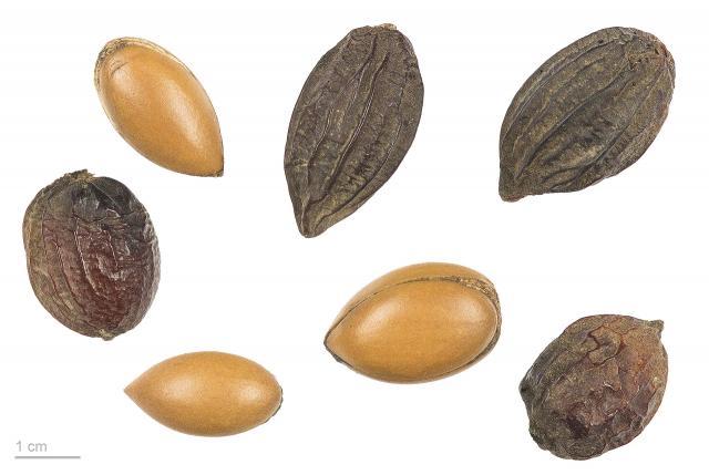Argan (Argania spinosa) seeds