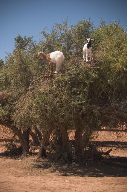 Argan (Argania spinosa) tree, Tafraoute, Morocco