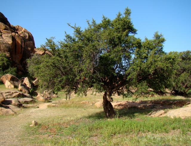 Argan (Argania spinosa) tree, Tafraoute, Morocco