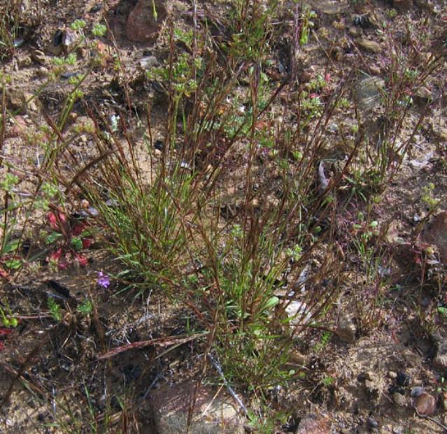 Aristida adscensionis