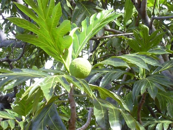Breadfruit fruit and leaves