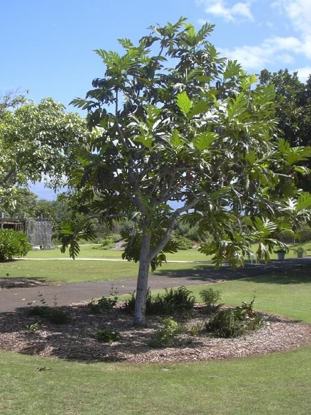 Breadfruit tree