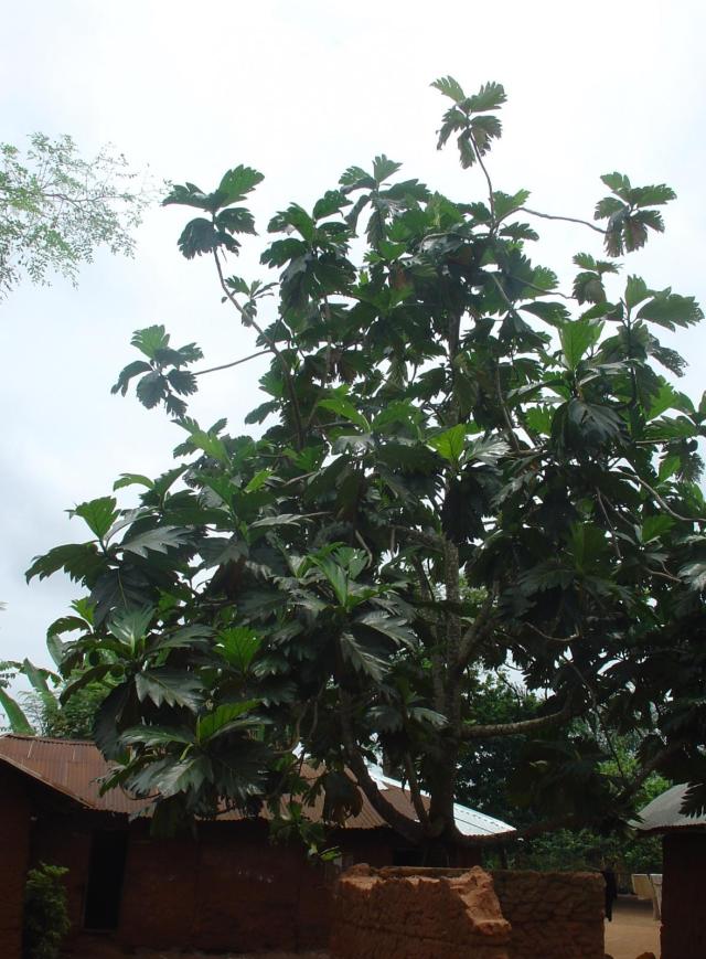 Breadfruit (Artocarpus altilis) tree, Benin