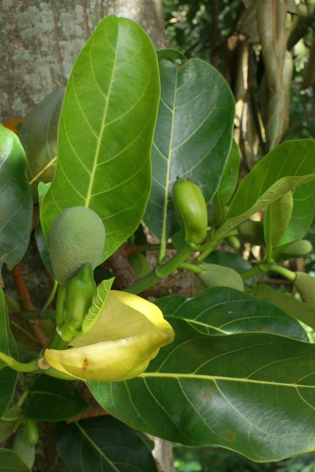 Jackfruit (Artocarpus heterophyllus) flower