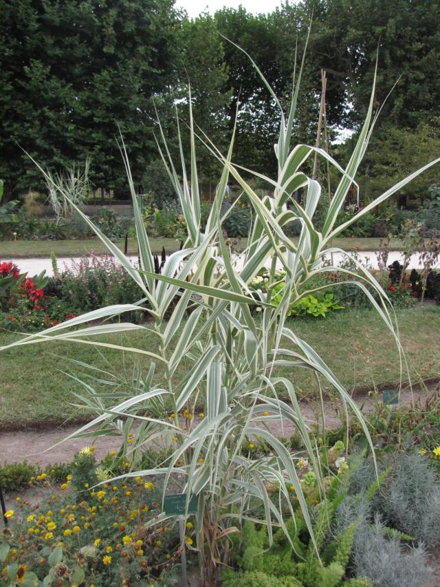 Arundo donax var. versicolor, Jardin des Plantes, Paris