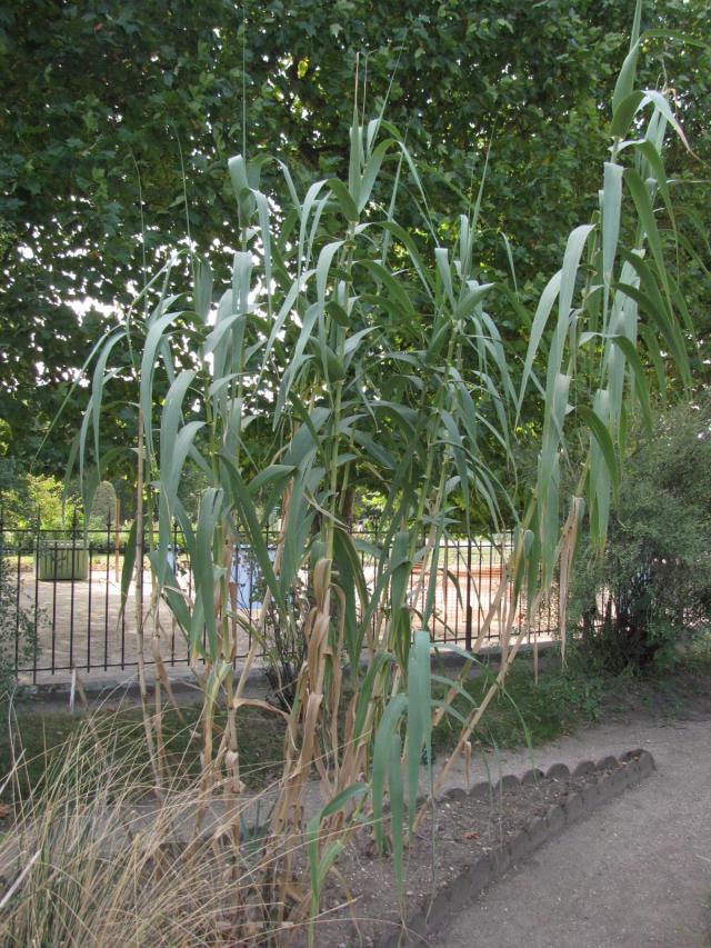 Arundo donax, Jardin des Plantes, Paris