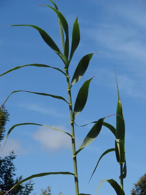 Giant reed (Arundo donax), leaves