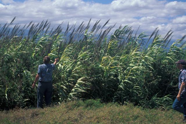 Giant reed (Arundo donax)