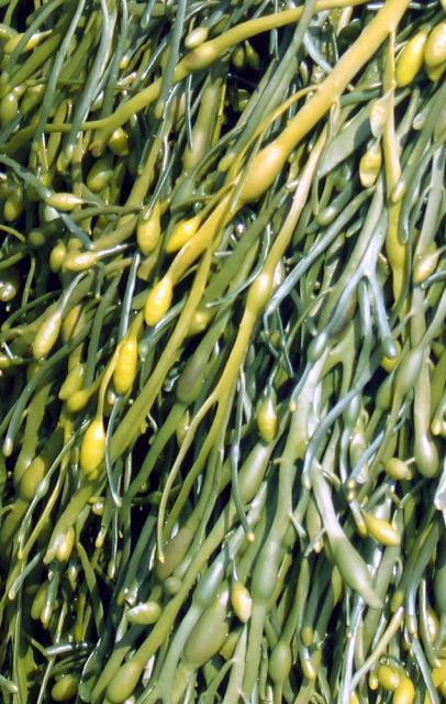 Brown algae (Ascophyllum nodosum)