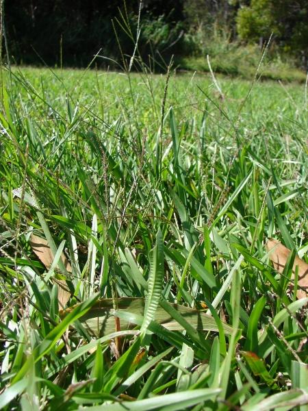 Carpet grass (Axonopus fissifolius) habit, Maui, Hawaii