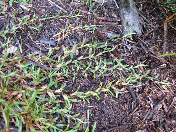 Carpet grass (Axonopus fissifolius) runners, Maui, Hawaii