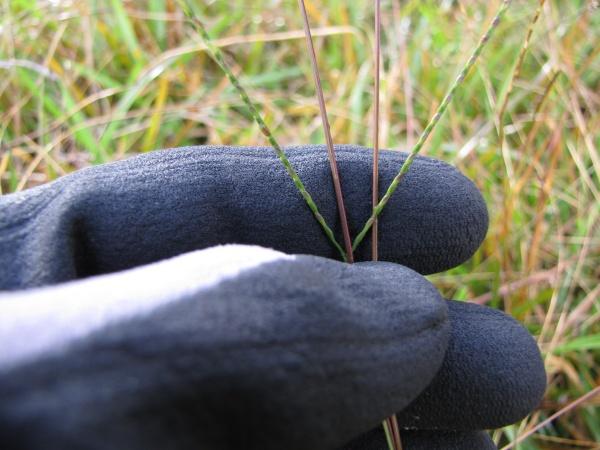 Carpet grass (Axonopus fissifolius) seed-head, Maui, Hawaii