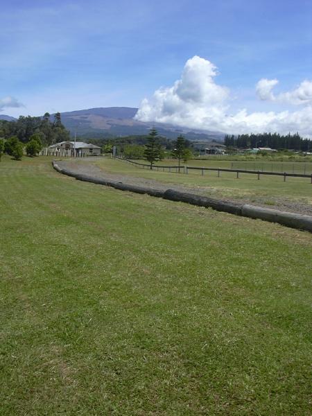 Blanket grass (Axonopus compressus), sward, Maui, Hawaii