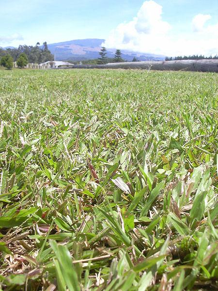 Blanket grass (Axonopus compressus) sward, Maui, Hawaii