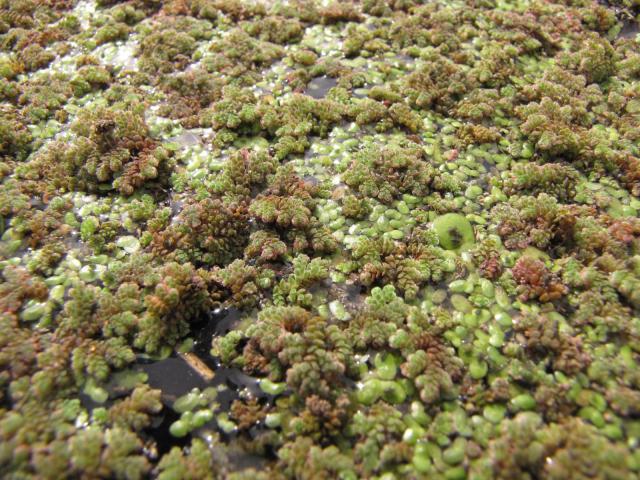 Azolla